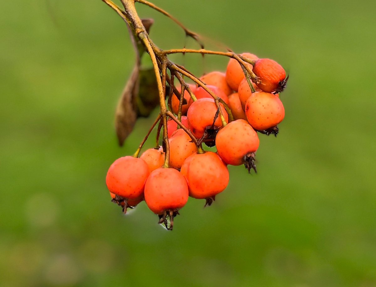 lizzie_hubbard2's tweet image. #orange