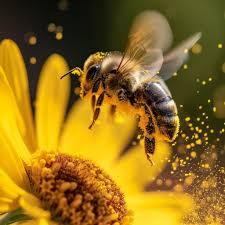 Niagara Bee tweet media