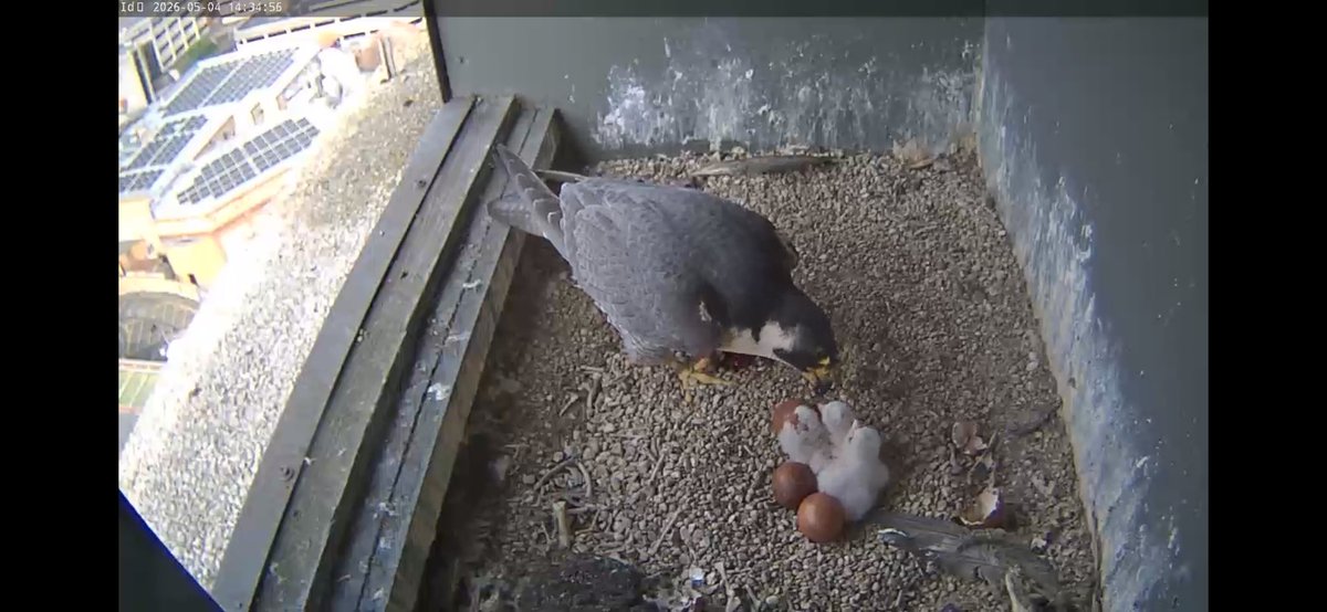 MelMatthews19's tweet photo. @wokingperegrine 🐣🐣🐣 https://t.co/rRe9JgDqF1
