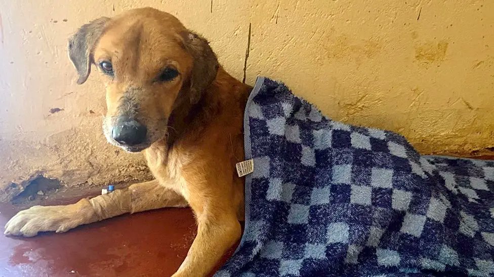 Animal Adoptions UK 🐕‍🦺🐈🐎❤️ tweet media