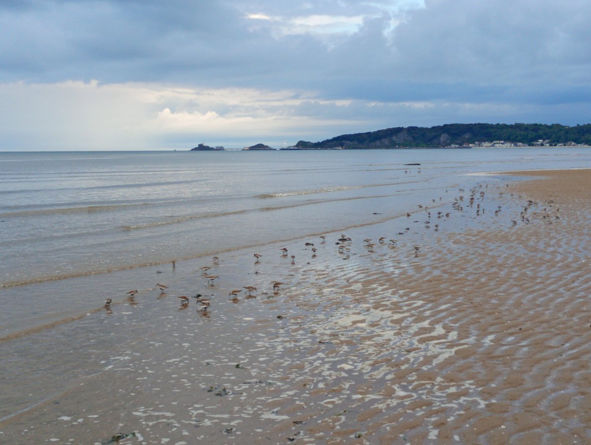 NaturemanWales's tweet image. I stood quietly at Blackpill yesterday evening, and let the tide push up the flock of Dunlins towards me, until they eventually fed only a few feet from my feet, seemingly oblivious to my presence: #birds #Swansea #Mumbles