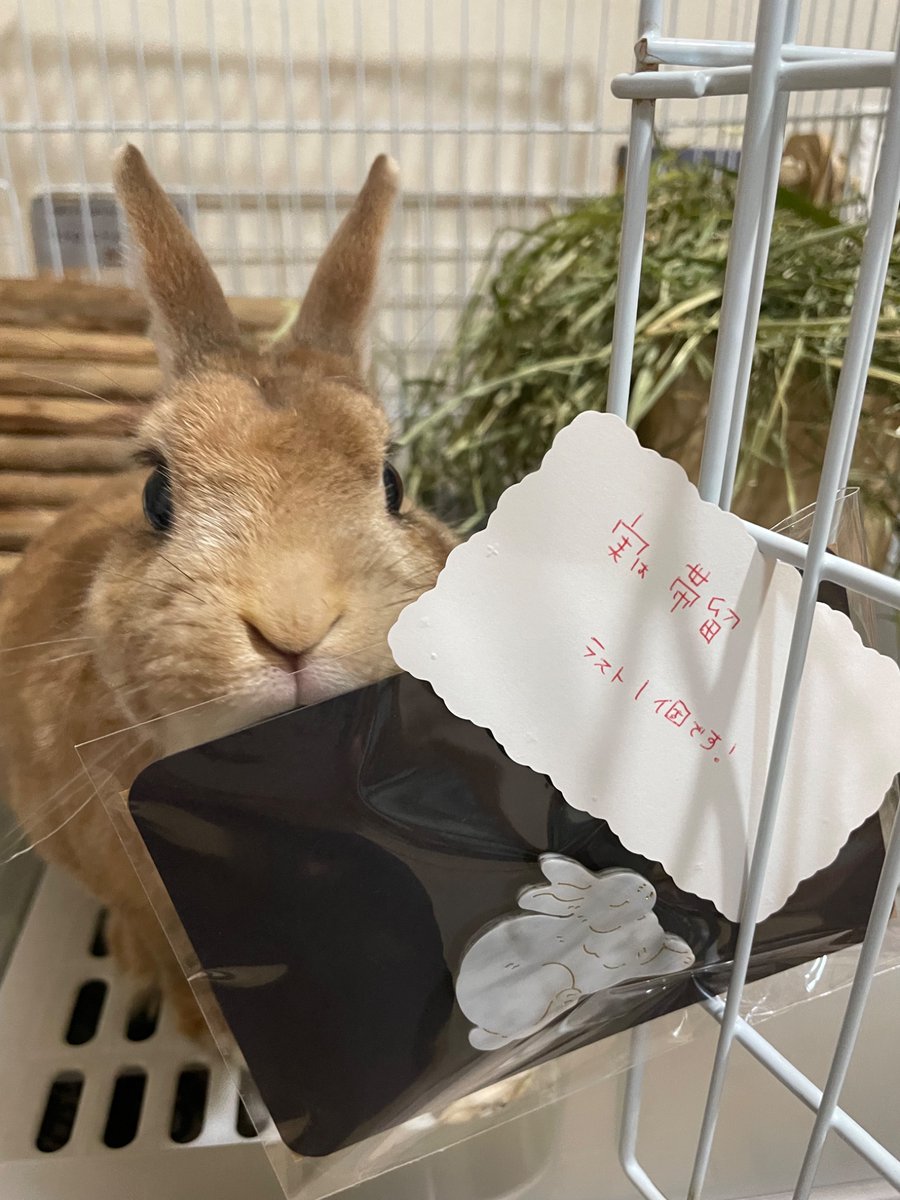 もも tweet media