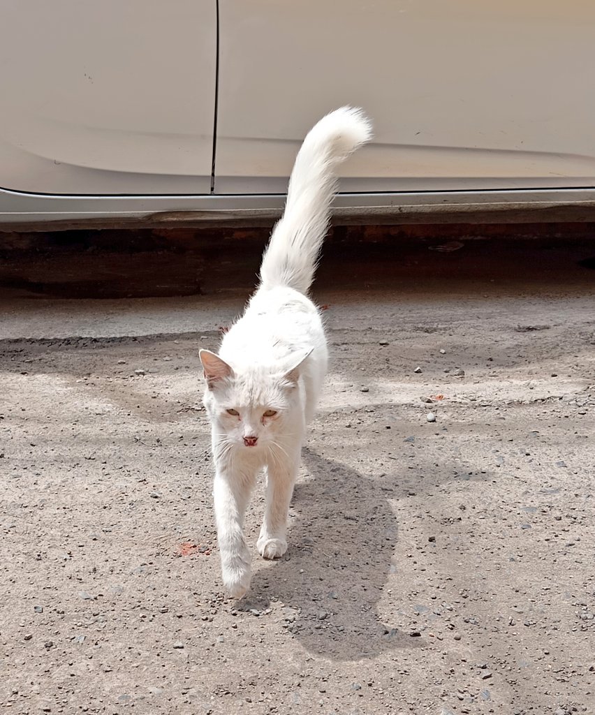 claudioarkeo's tweet photo. 🆘 Salvemos a esta gata 😿. Llegó 14/4 a la colonia felina de mi cuadra (Los Laureles, Chorrillos) y su salud se deteriora. Necesitamos temporal y/o adoptante, madrinas/padrinos, etc., para iniciar ruta de tratamientos, esterilización, etc. Escribir al 994 887 076 (Claudio)[Plin] https://t.co/970YfAefGj