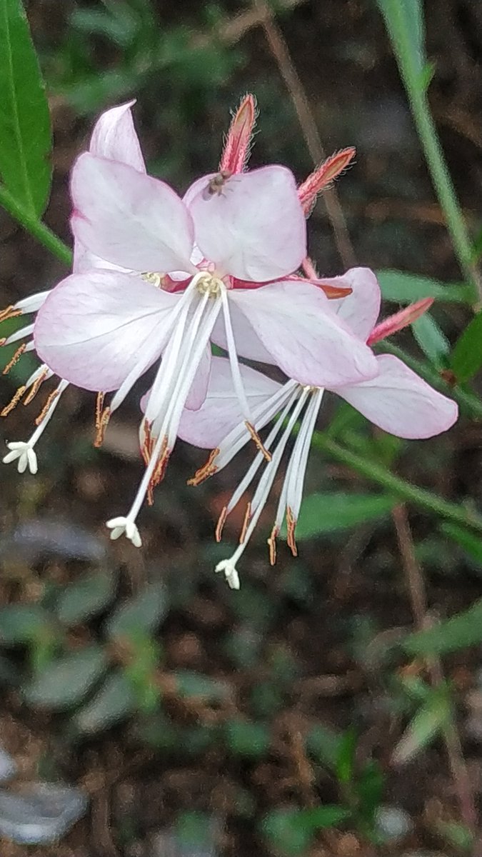 ReverendoJuarez's tweet image. 🙄 No sé cómo se llaman 
Pero ahí están bajo la llovizna y el viento frío 
#flor #foto #picoftheday