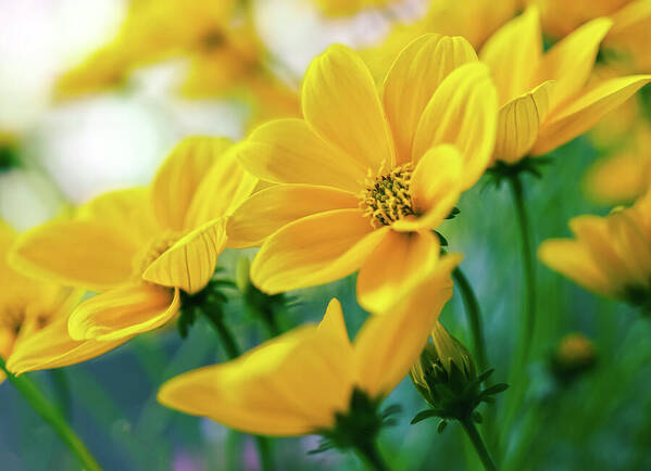 HurmerintaArt's tweet image. Looking At The Goldilocks Early In The Morning.

#flowers #cards #wallart #yellowflowers
 johanna-hurmerinta.pixels.com/featured/looki…