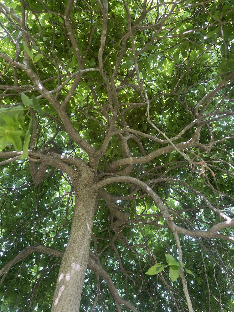 ladyashlai's tweet image. I love #nature #optoutside
#breathe #trees