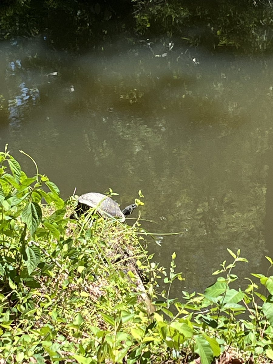 gopamnc's tweet image. Large slider turtle ready to dive into neighborhood creek #Wildlife #Reptile   #Turtle