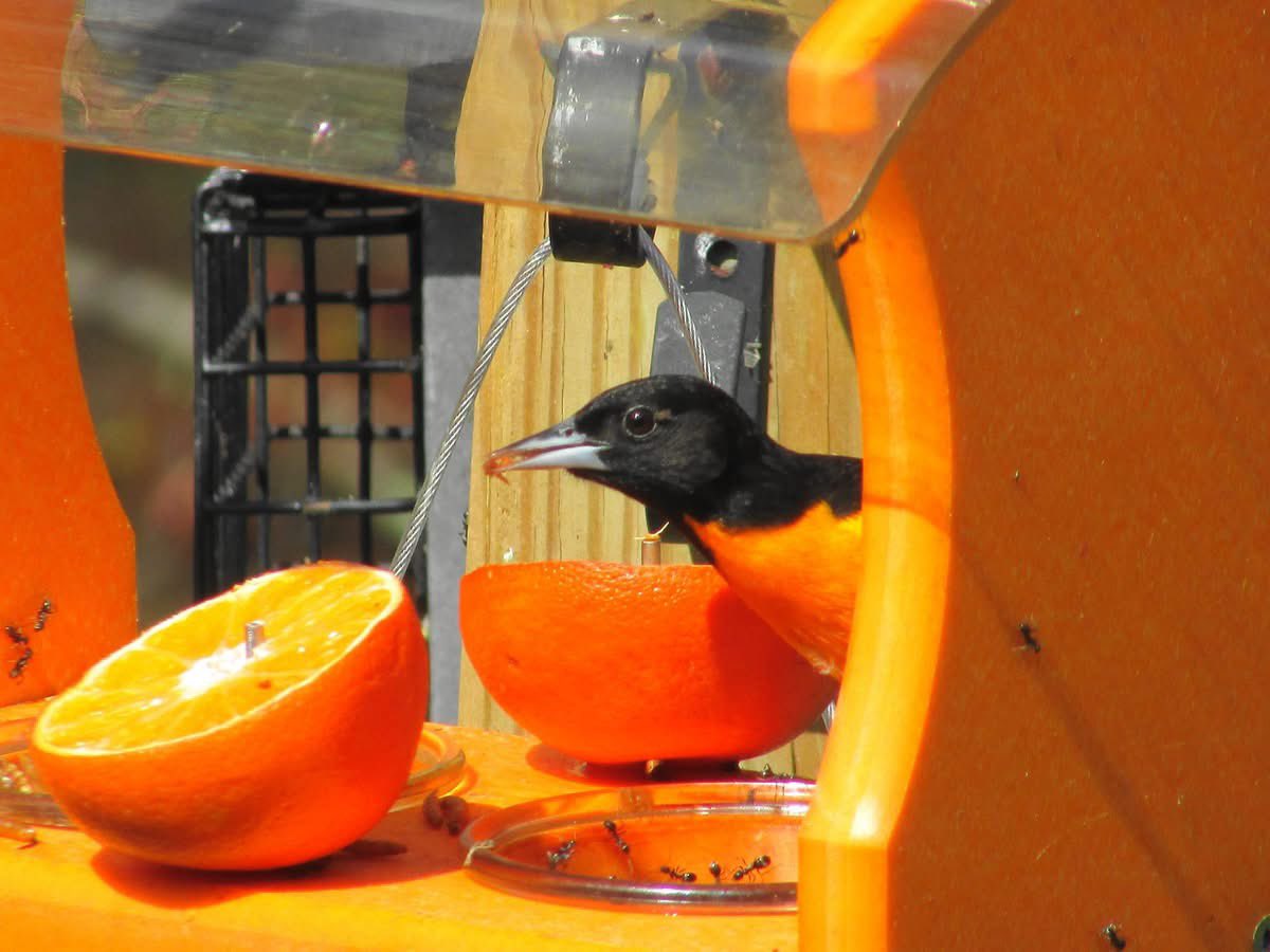 BirdAndGarden's tweet photo. Seeing my first #Oriole this morning. #birdwatching #birders #migration #CT https://t.co/mzMyH9gvtl