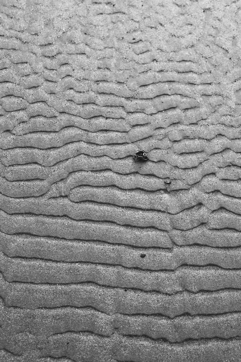 ChildrenOfFire's tweet image. Ripples of Life. The Earth turns. The Moon pulls. The Tides move. Neptune's hieroglyphics write a #poem upon the ever-moving sand. of Our Land. The #FarNorth #Scotland