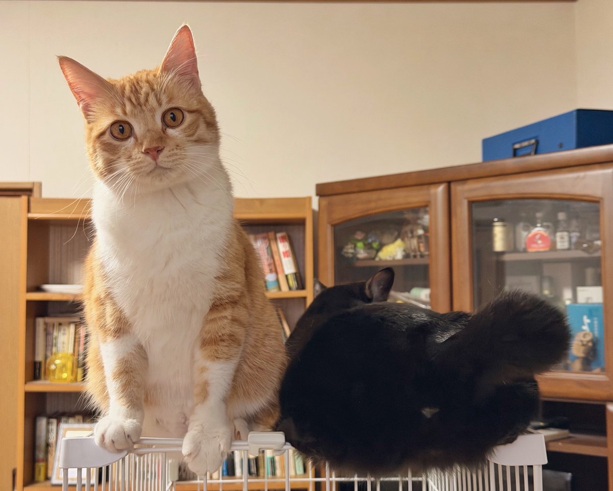 Post by 縦横幅 on X: 猫とケツ猫