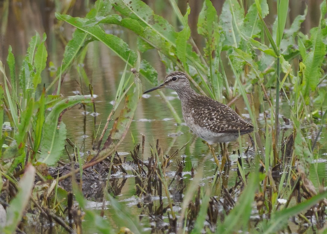 Seasalter birder tweet media