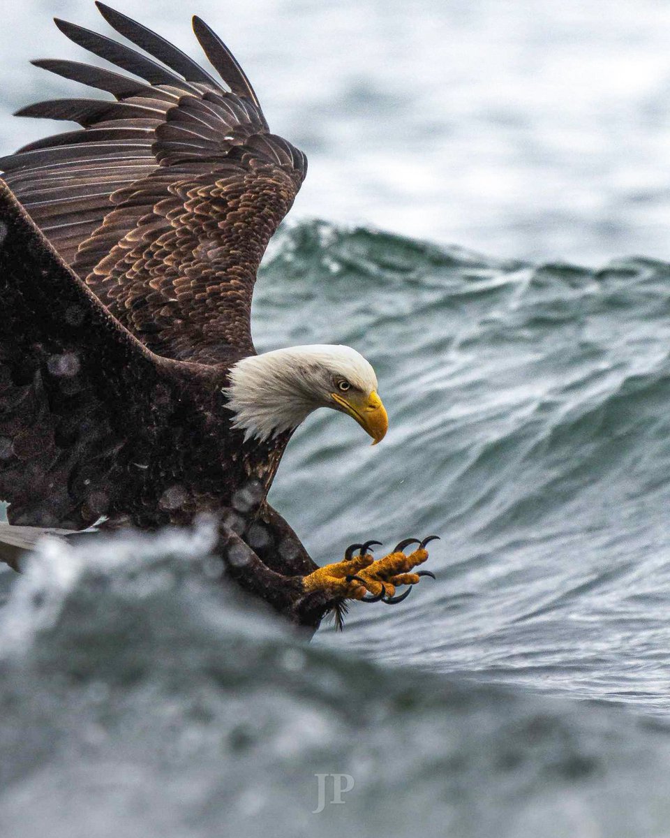 JPWildlife_BC's tweet image. My best photo of a mature bald eagle 

Vancouver island 

British Columbia