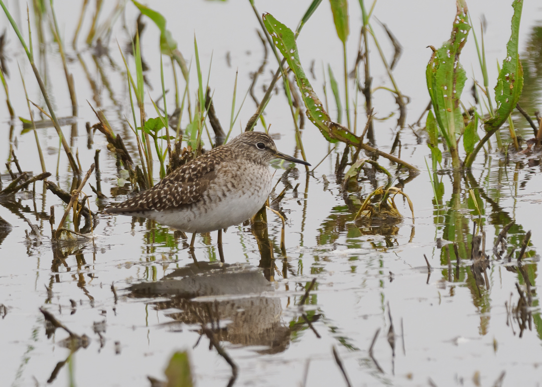 Seasalter birder tweet media