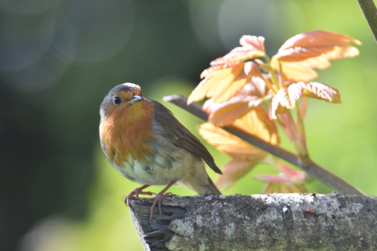 MartinM79510567's tweet image. Robin killadreenan #Wicklow #Robin #Ireland