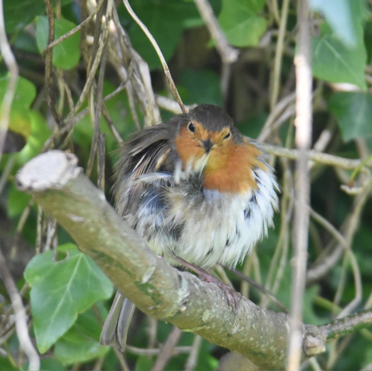MartinM79510567's tweet image. Robin killadreenan #Wicklow #Robin #Ireland