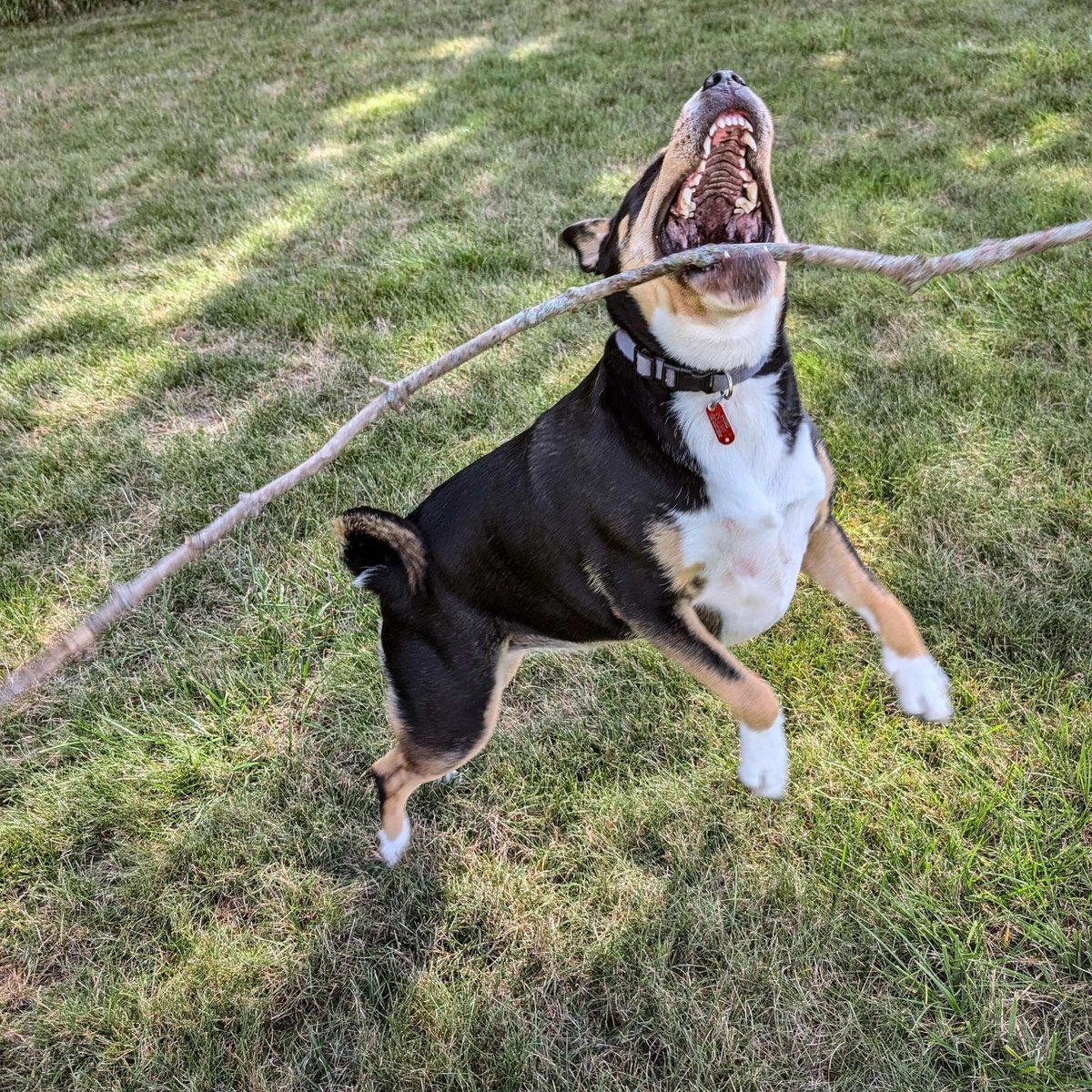 Nate Bowels (chloe girl 🐾) tweet media