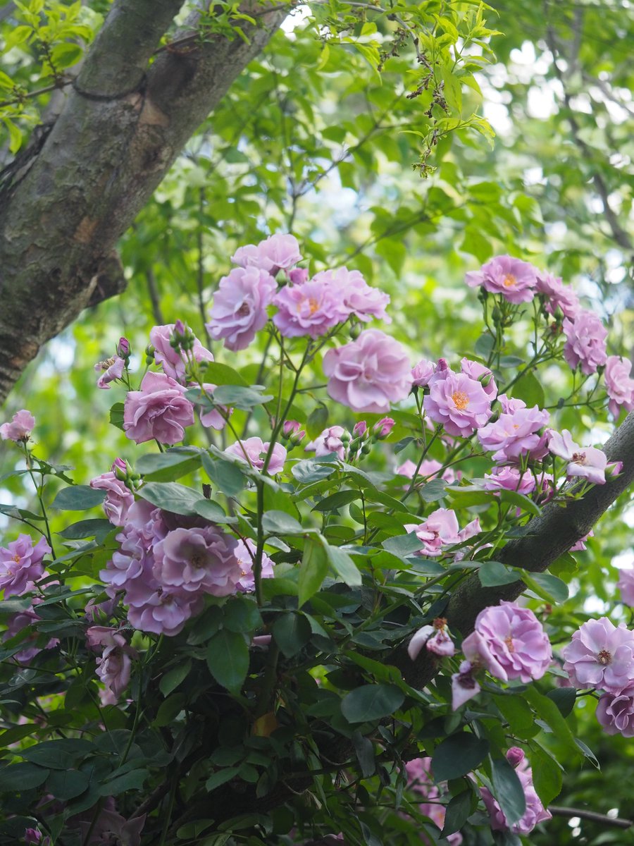 ☘️*ﾟᴄʜïï𓂃٭𓈒✜いいね❤消える✜ tweet media