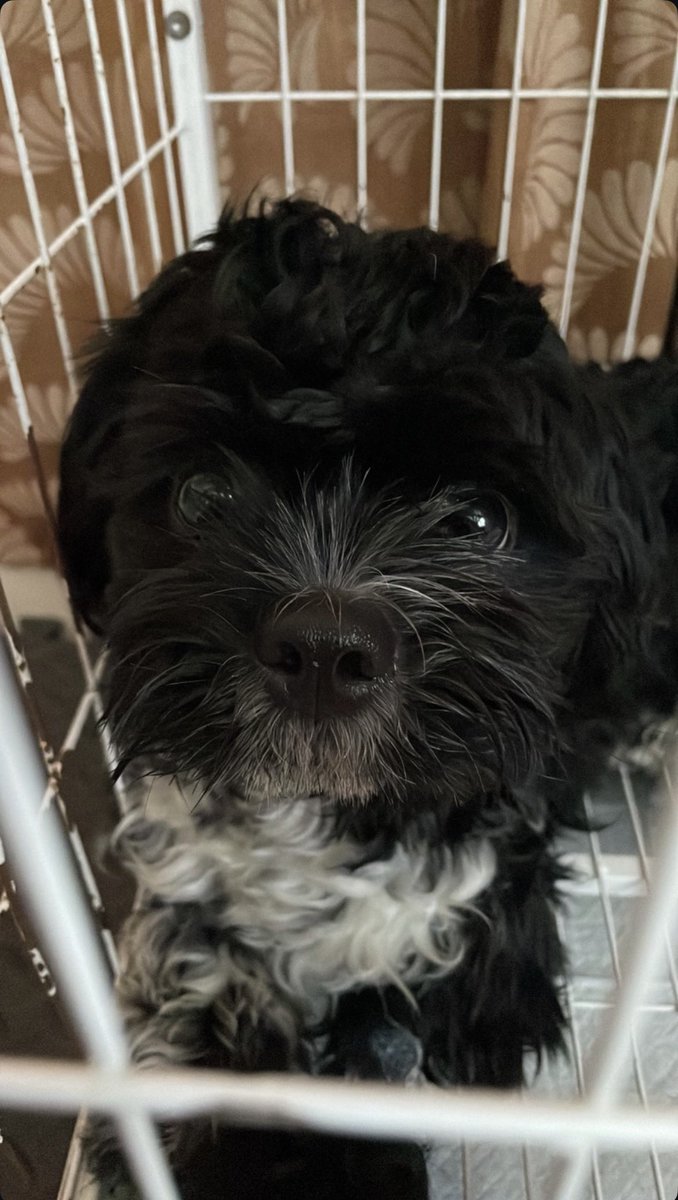 gravestonecity's tweet photo. sorry i went a little quiet! I wanted to give a formal update on Hoji now that everything’s calmed down. I am very very happy to say that my litttle baby has pulled through 🥹🥹🥹 After 7 emotionally draining days in the pet hospital, he is finally home!!! https://t.co/8TmknHA98q