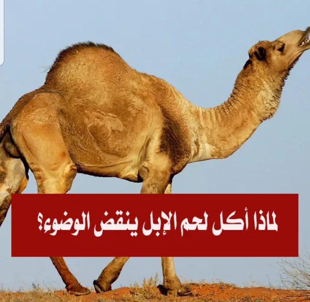 سلطان tweet media