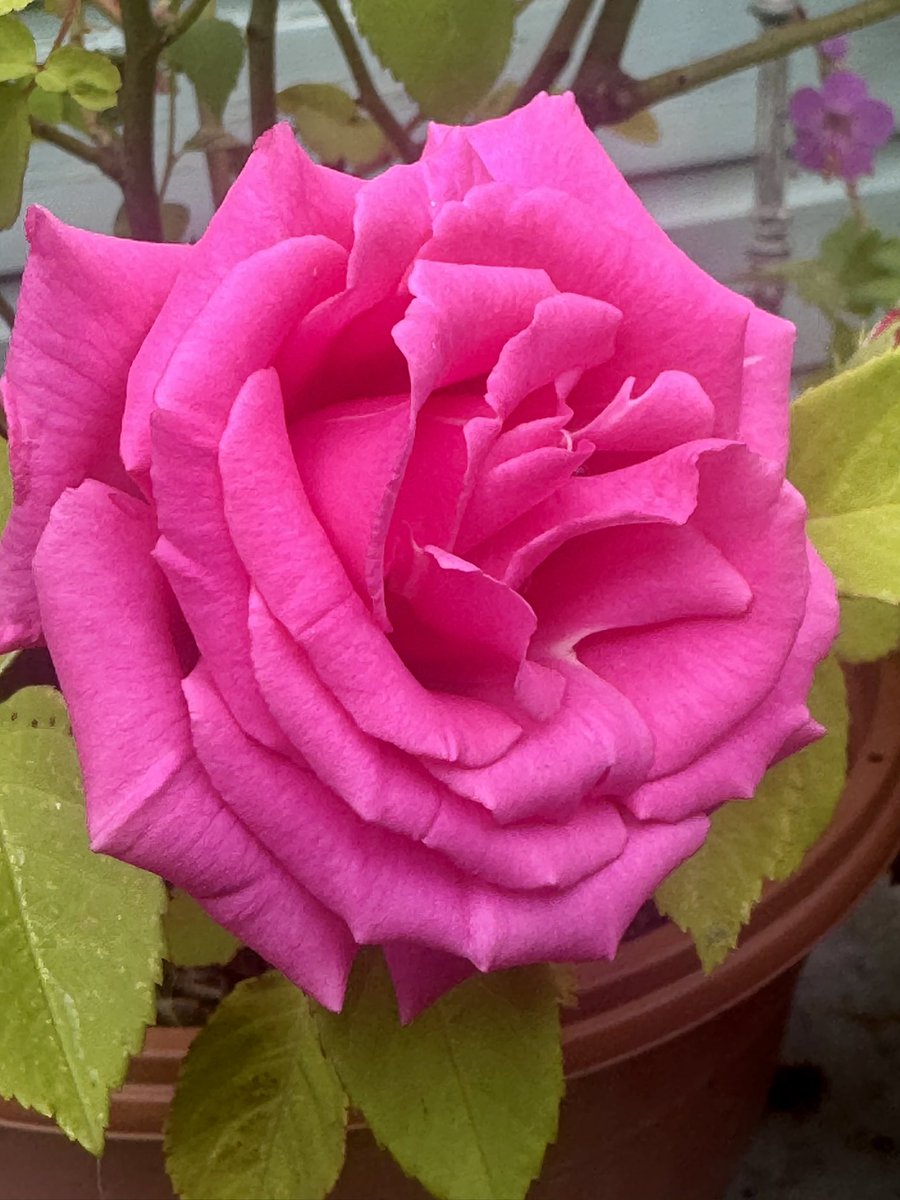 GardenBrocante's tweet photo. First rose of the year ๐น https://t.co/mq1sjYORmV