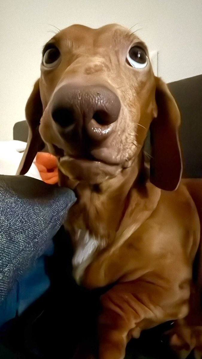 Togo es el perro más expresivo que conozco 😂😭😭😭