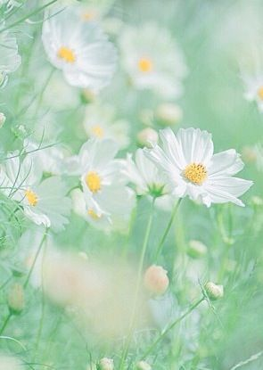 Sofie ❁ (ช้ามากกกกก) tweet media
