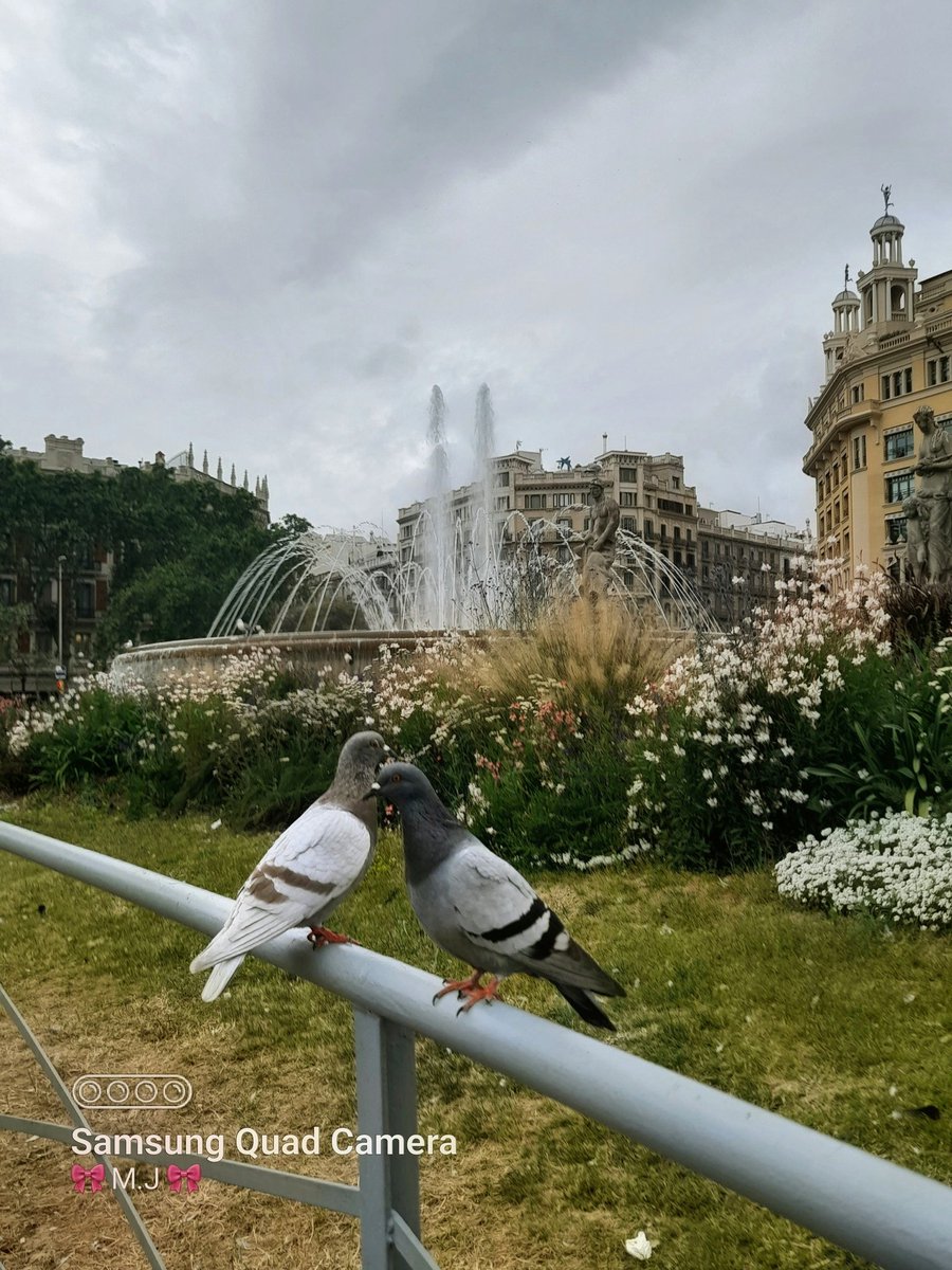 Marijosesanz73's tweet image. Tarde gris y ligeramente lluviosa ☁️🌧☔️ 
Y las 🕊 🕊 palomas posando para mi en la Plza Cataluña. 
#Barcelona  ❤️😁

📸 Mía.