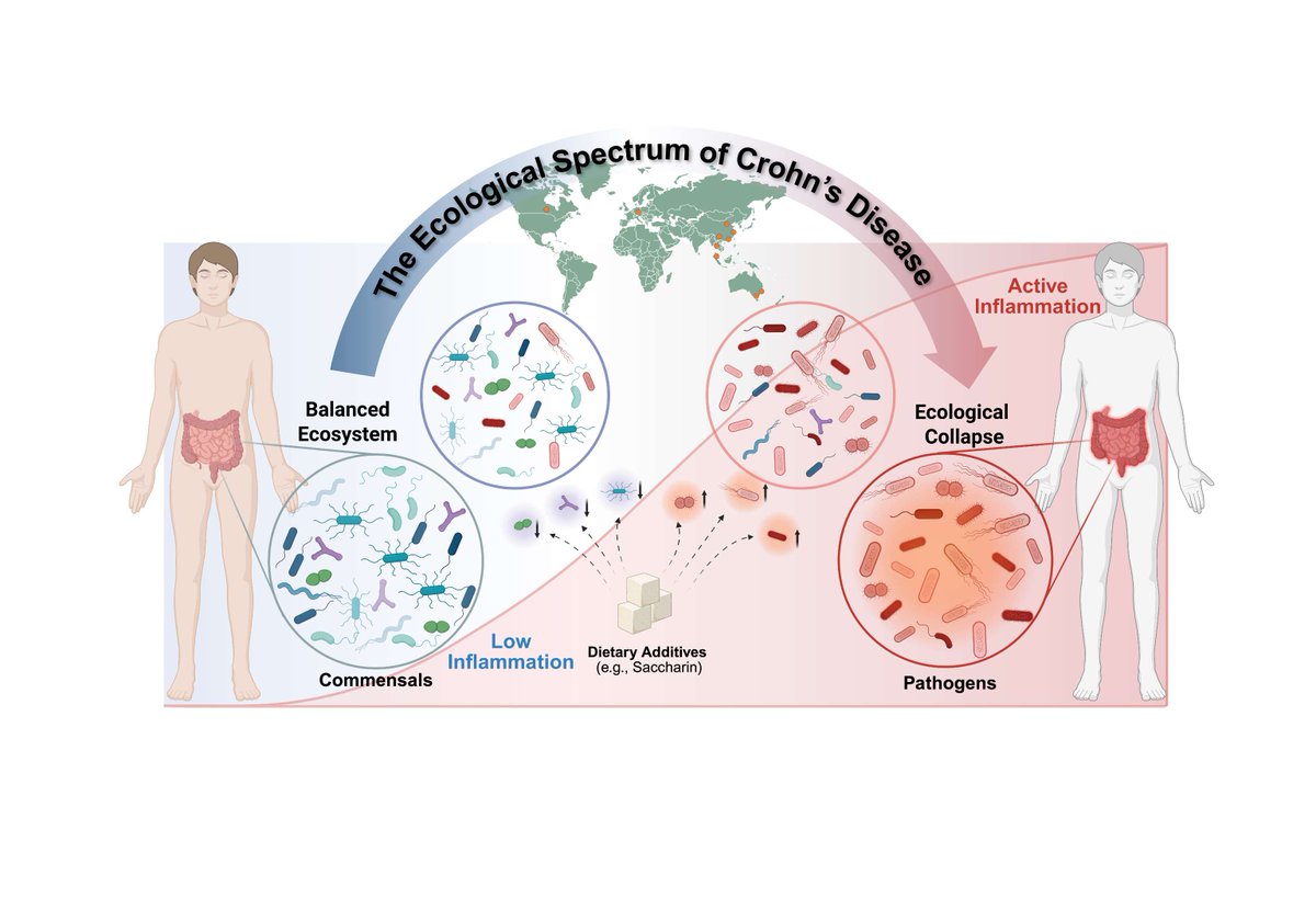 DDWMeeting's tweet photo. Can diet influence Crohn’s disease patterns? 🔬🍬
 
Research presented at #DDW2026 analyzed a nearly 500 people across Australia and Asia and found that sweeteners - the key food additives studied - such as saccharin, were linked to gut bacteria changes associated with Crohn’s disease. @CUHKofficial
