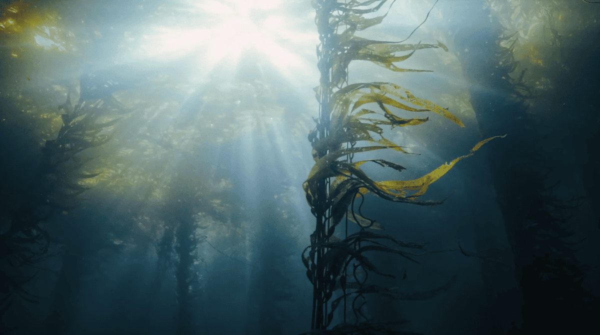 HyundaiARG's tweet image. Hyundai Motor impulsa “Bosques sin Nombre”, una iniciativa global que da identidad a bosques marinos clave para la biodiversidad.
En Argentina con el bosque marino “Auken Aiken” (“Campo de Vida”) en Santa Cruz.
Sostenibilidad a largo plazo.
youtu.be/l5ji_kVEW-w
#Hyundai #RSE