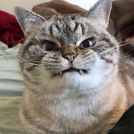 𝐝𝐚𝐧﹒﹒ tweet media