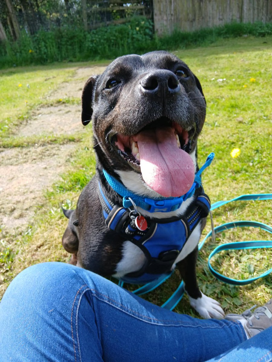 Nightowl400's tweet photo. Have you room in your heart and home for sweet little Trevor @SeniorStaffy this #K9hour please ❤️ 
Read all about him via his special link... https://t.co/rbUGNnsrBd #adoptdontshop #rescuedog #stokeontrent https://t.co/PKlu3X9354