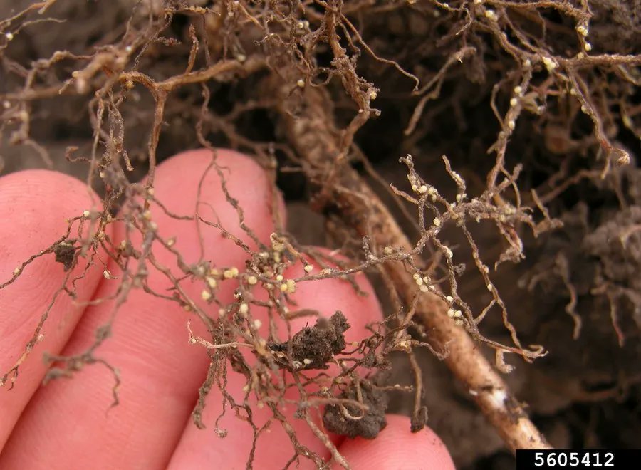 GrainJournal's tweet photo. Soybean cyst nematodes are damaging pests, and Penn State University Extension is offering tips for farmers to identify them.

Free soybean cyst nematode testing is free to farmers in Pennsylvania.

Read the full story on Grain Journal: https://t.co/ma7oAZvUdc https://t.co/mns7olF6nL