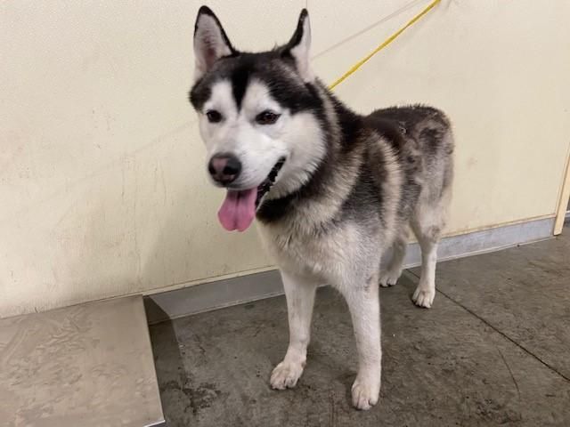 hopepawsfund's tweet image. 🐾 IS THIS YOUR DOG? 🚨 LOST DOG - Orange Co 🐾 Romeo (#A1720126), 6yr Alaskan Husky mix, black/white. Found in Orange Co on 05/04/2026. Help reunite him with his family! 📞 (714) 935-6848 🔗 petadoption.ocpetinfo.com/LostFound/#/li… #LostDog #OrangeCounty #PetAlert