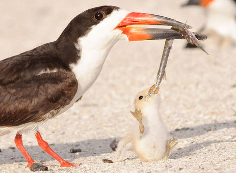 #birdbot
