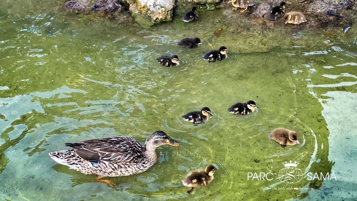 ParcSama's tweet image. 🦆 Preparats per a l'aventura!

Sabies que en les primeres 24 hores de vida, els aneguets 🐤 “imprimeixen” la imatge de la seva mare i la segueixen a tot arreu?

Aquest fenomen s'anomena impregnació.

Vine a descobrir-ho al #ParcSamà 💚

📸 Eduardo Trallero
#Biodiversitat #Fauna