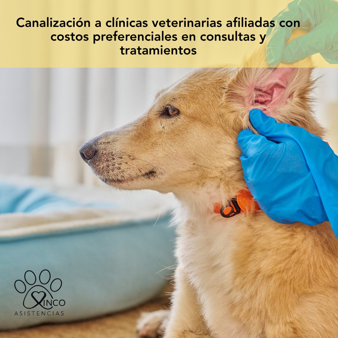 XincoAsistencia's tweet image. 🧠 Conoce cómo actuar ante síntomas comunes en perros y gatos.

xincoasistencias.com
#XINCOAsistencias #Familia #Mascotas
