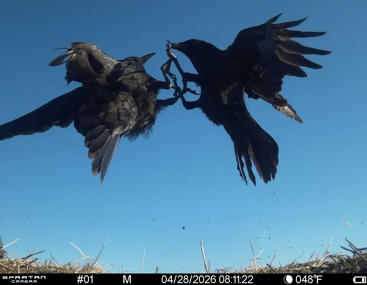trailcam tweet media