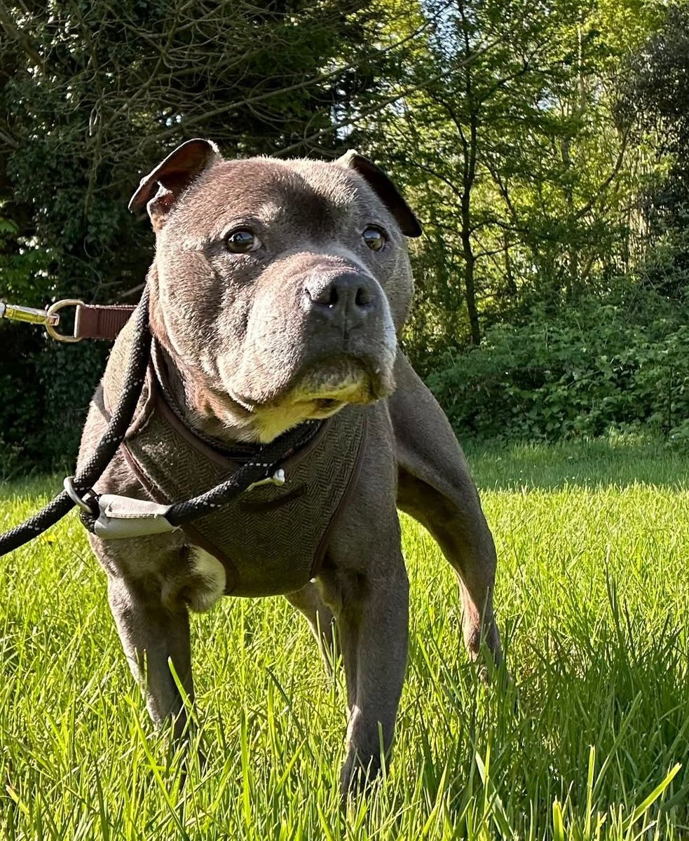 Nightowl400's tweet photo. Rocco @SeniorStaffy is on the lookout for his pawfect furever home this #k9hour please help 🐾🐾
More info and all enquiries at https://t.co/MpZQd9xATq #adoptdontshop #rescuedog #worcester https://t.co/ZI70f9fh1D