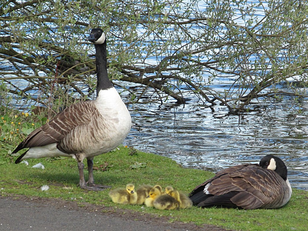 GM0URD's tweet image. Canadian Geese, goslings are just so cute at this time of the year. #Dunfermline #Fife #Scotland
