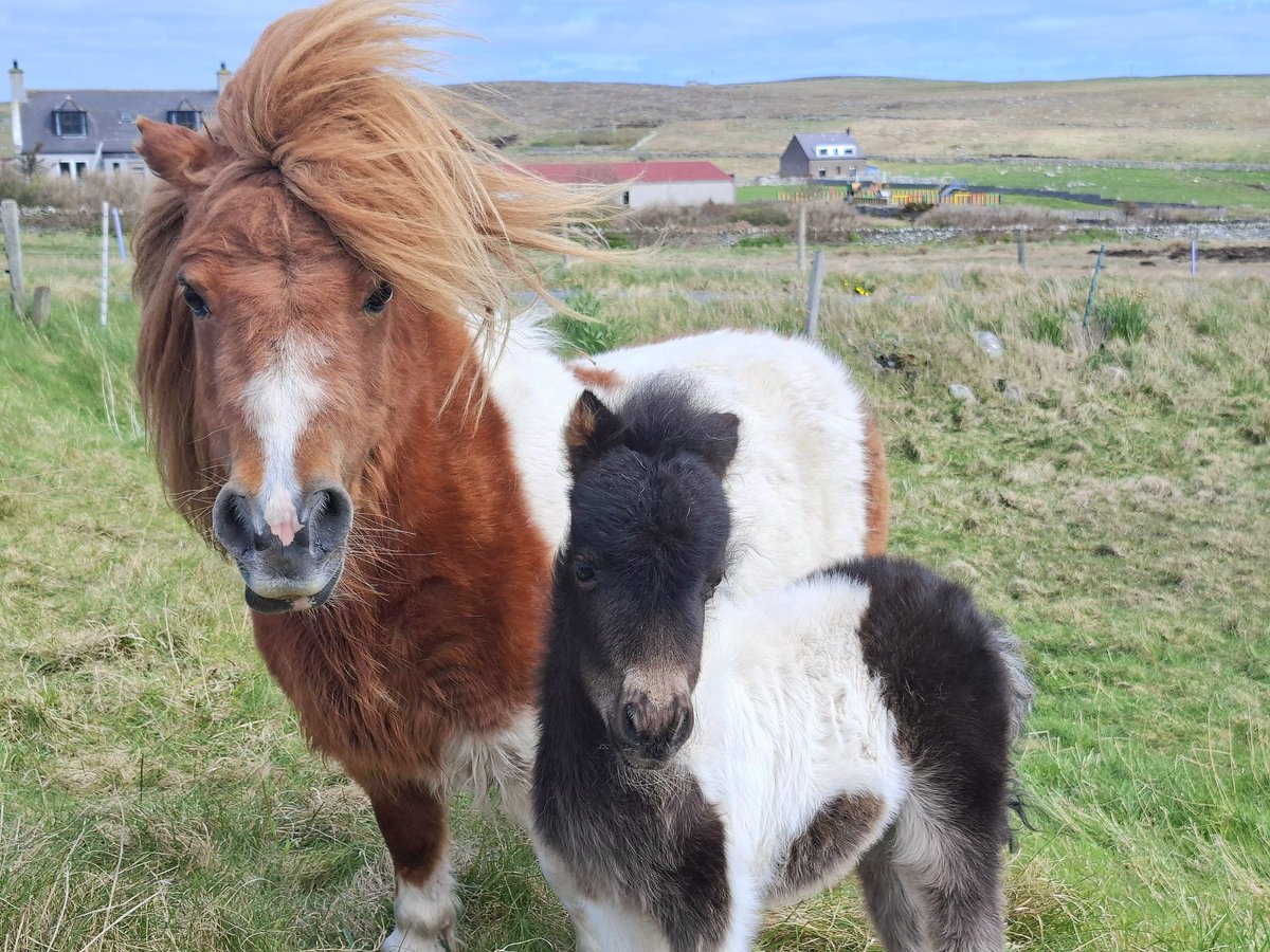 The next generation of Shetland ponies are starting to arrive #Shetland