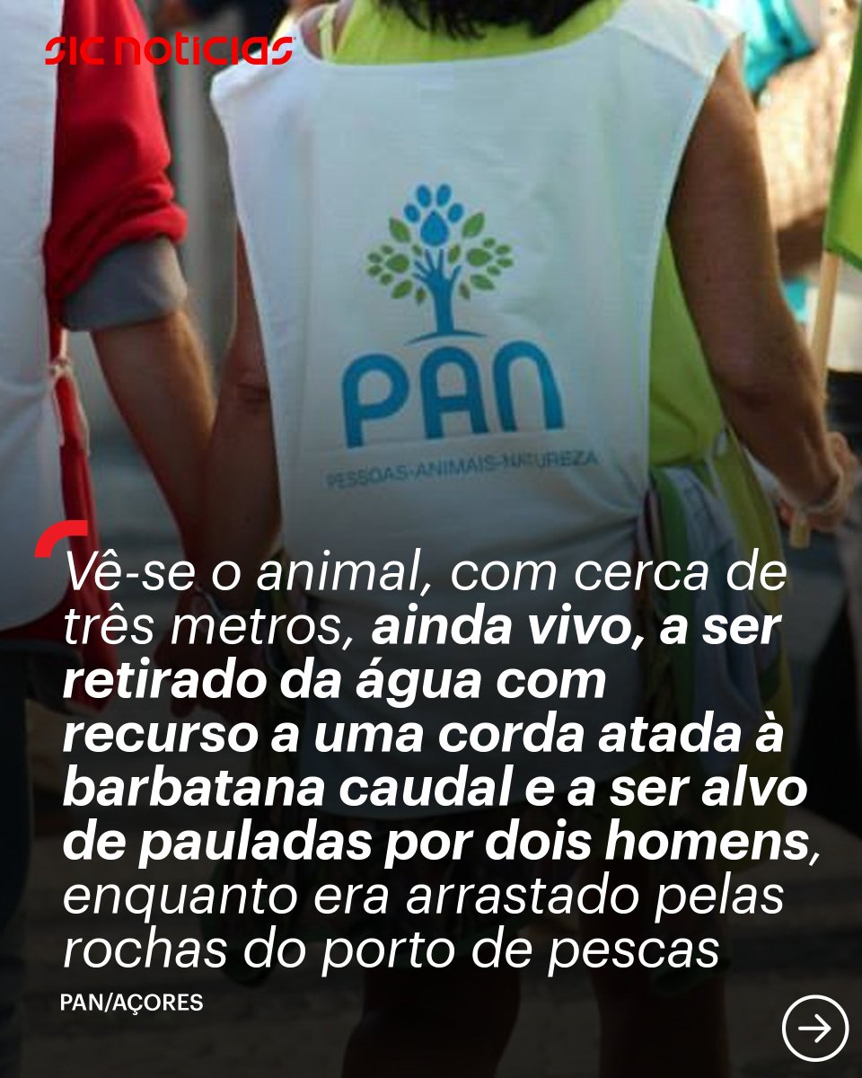 SICNoticias's tweet photo. Um tubarão-mako, com cerca de três metros de comprimento, foi morto em Rabo de Peixe, nos Açores, num caso que está agora a ser acompanhado pelas autoridades.

Saiba mais em: https://t.co/eaBzhklIW2

#animais #IRA #PAN #acores #rabodepeixe #tubarao #pais #portugal #news #sicnoticias