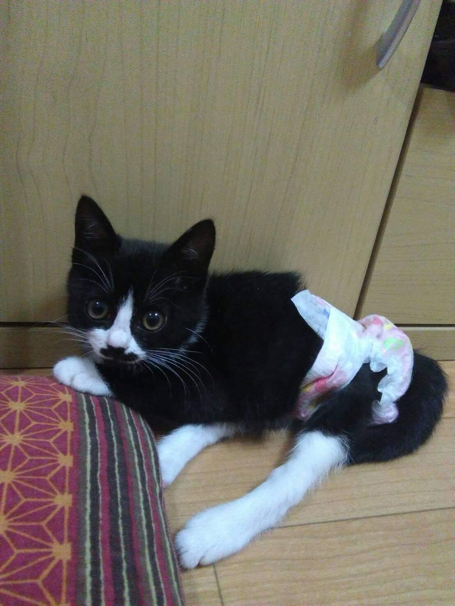 まめ♀(下半身麻痺の猫) tweet media
