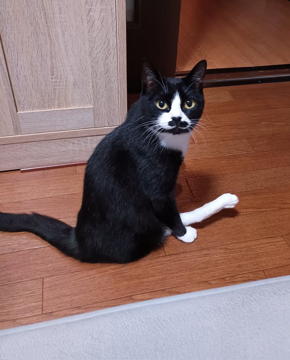 まめ♀(下半身麻痺の猫) tweet media