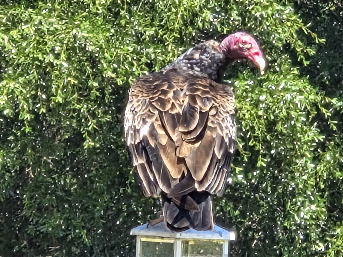 Stan_Stinson's tweet image. Sometimes, when I am out walking I get to see some interesting things, like yesterday when I saw this #buzzard, eying its next meal, a rat #snake. 🐍

That's as close as I've ever been to a buzzard.

#walking #walkingsites #nature #circleoflife