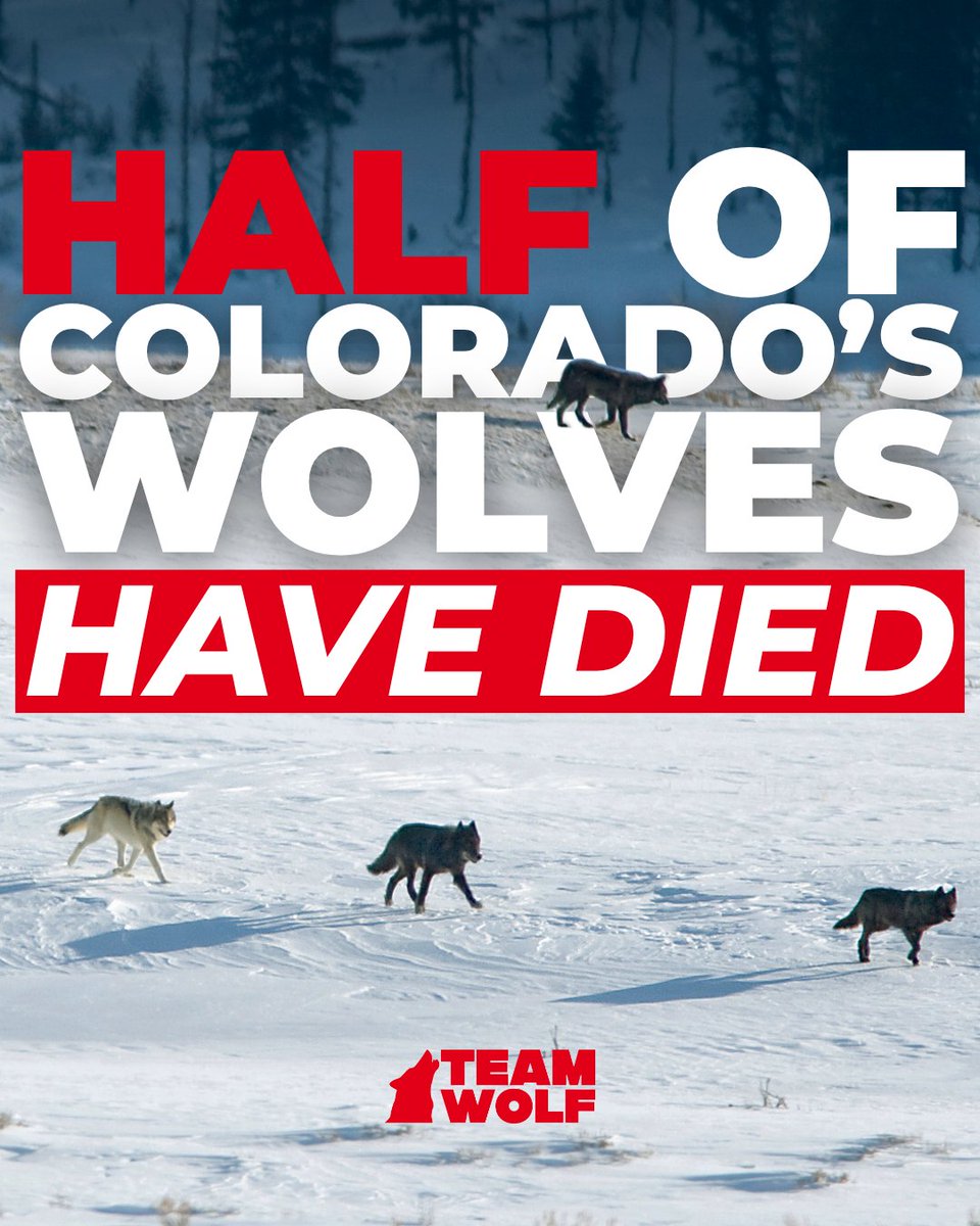 Team Wolf tweet media