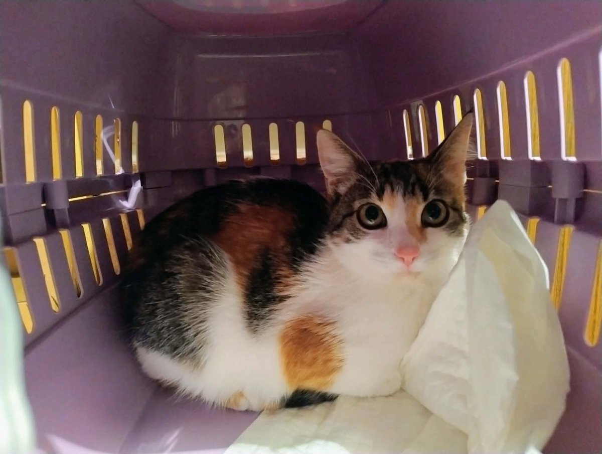 Miau Miauu - Izabela Wieczerzak tweet media