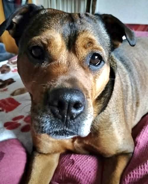 Nightowl400's tweet photo. Nya @SeniorStaffy is a beautiful girl in need of a loving furever home this #k9hour please 🙏 
Read all about her via this link... https://t.co/oLIEaQFyaW #adoptdontshop #rescuedog #seniorstaffy https://t.co/JpemkmxJIW