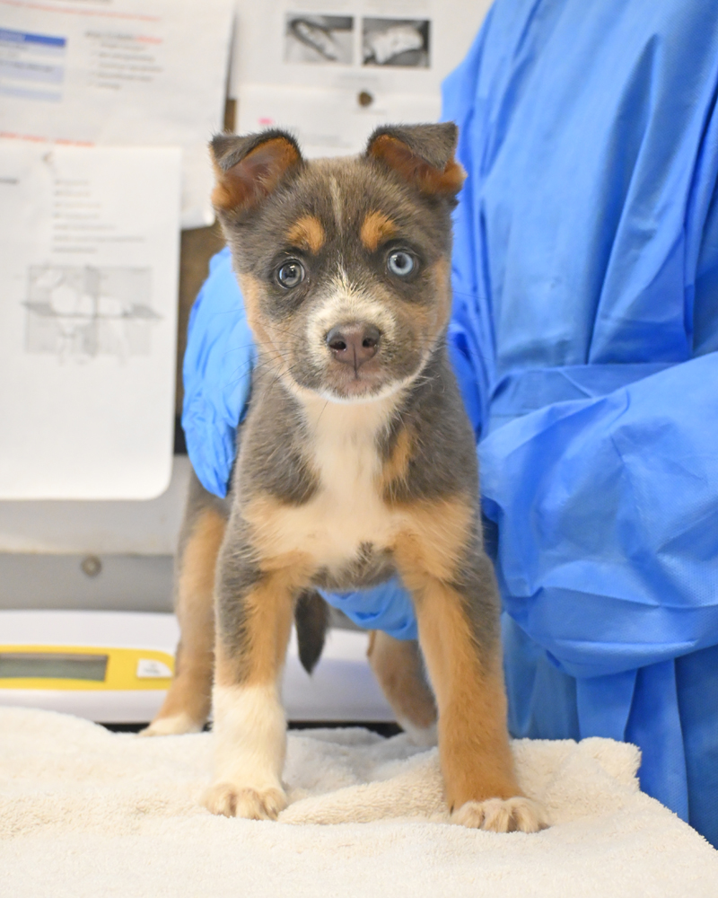 Helen Woodward Animal Center tweet media
