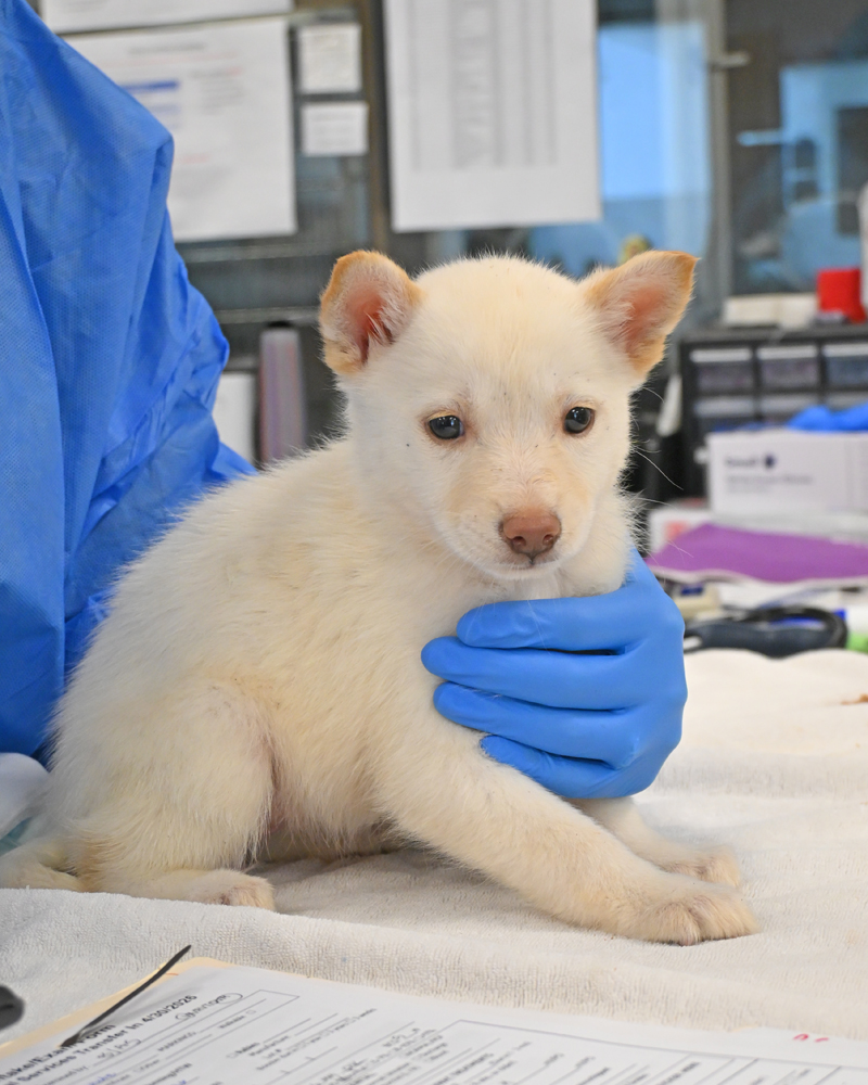 Helen Woodward Animal Center tweet media