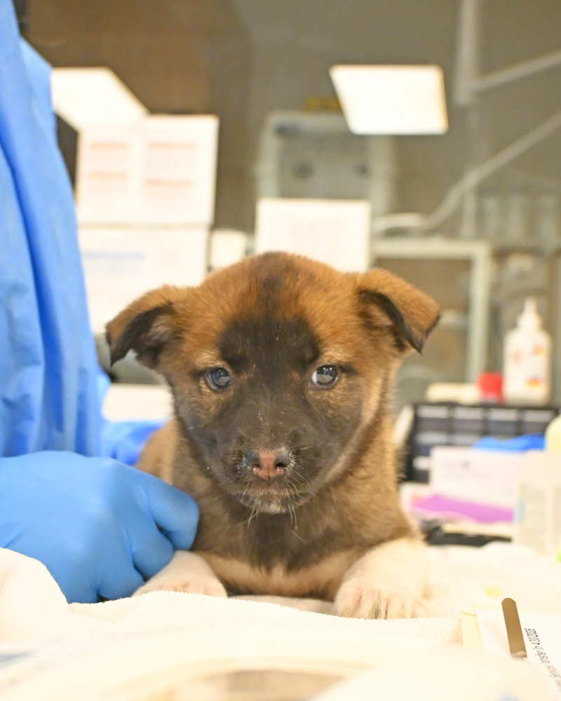 Helen Woodward Animal Center tweet media